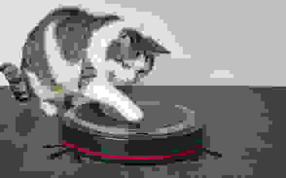 Cat playing with a robot vacuum.