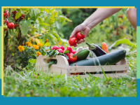 A person harvesting some tomatoes into their basket.