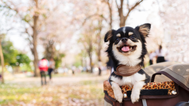 A dog in a pet stroller in the park.